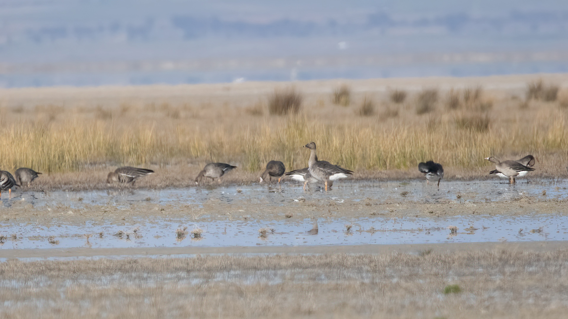 Taiga Bean-Goose — Ana fotoğraf